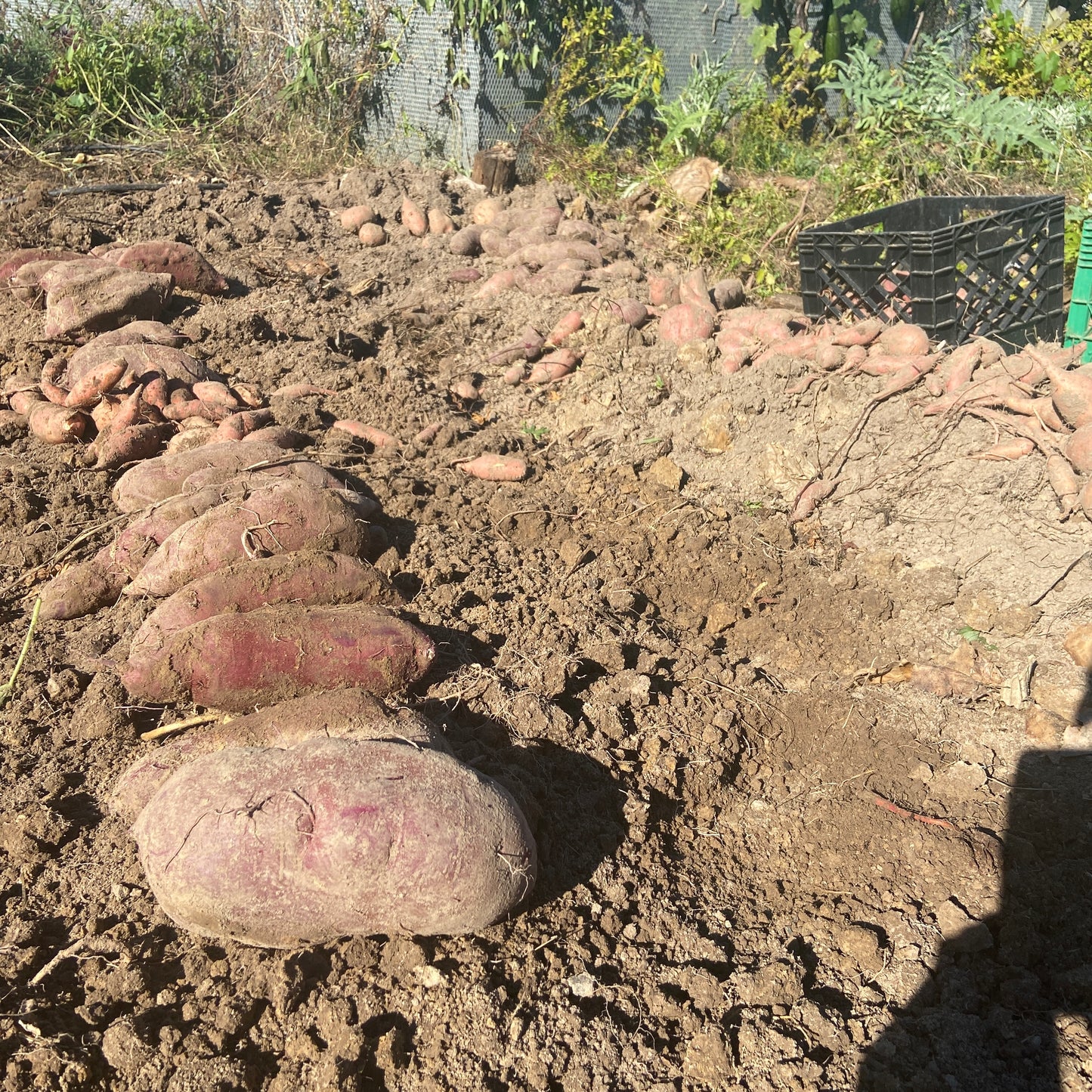 Purple Sweet Potato