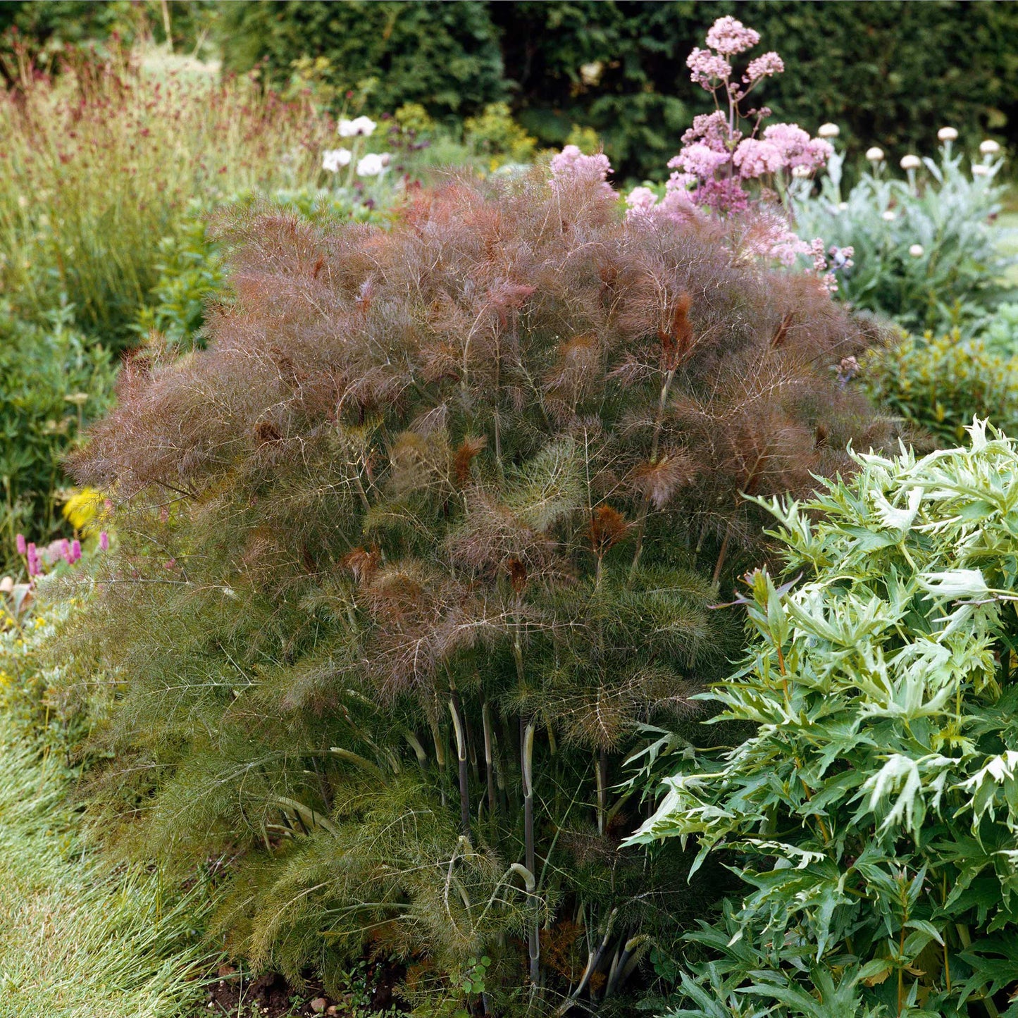 Bronze Fennel