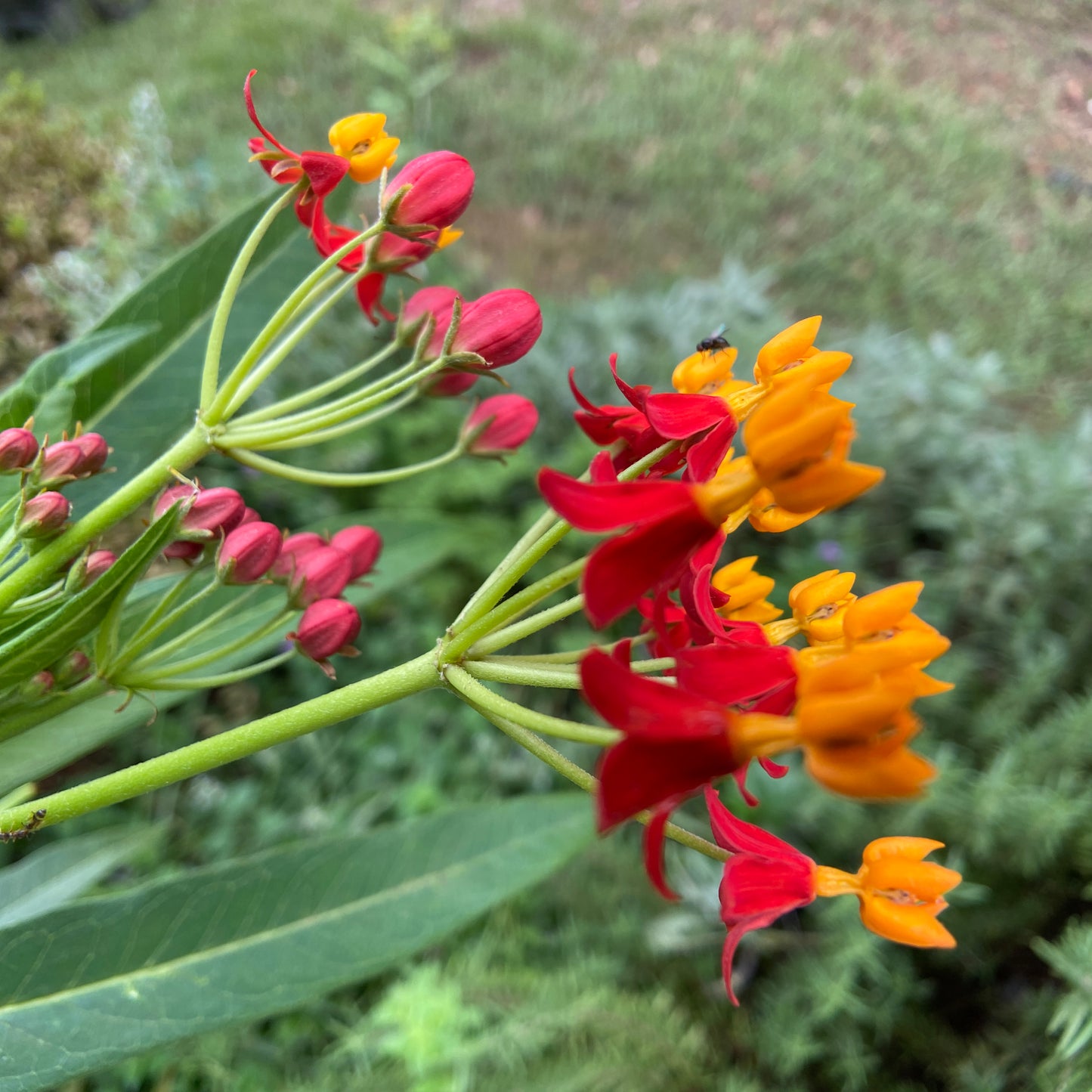 Milkweed