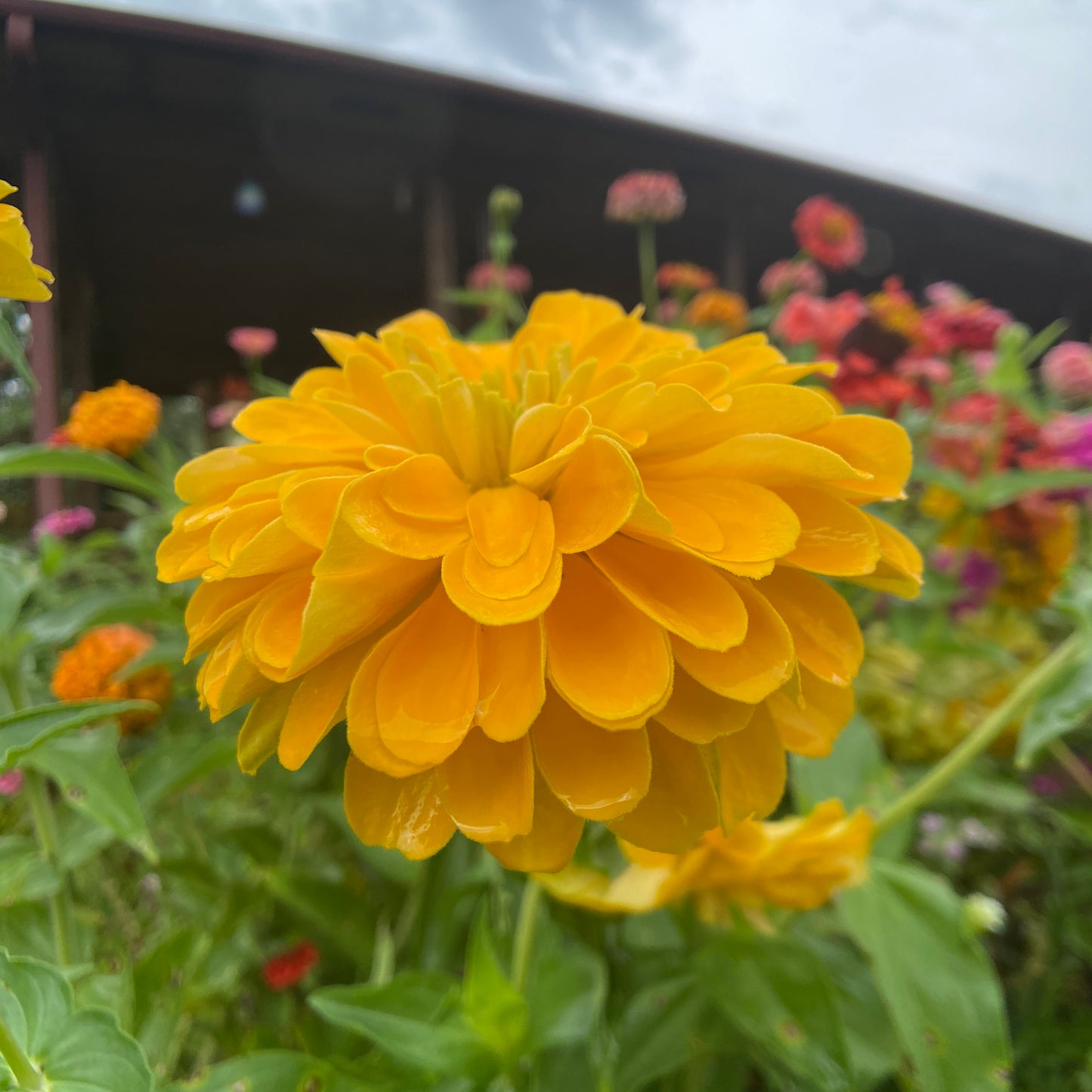 Oklahoma Mix Zinnia