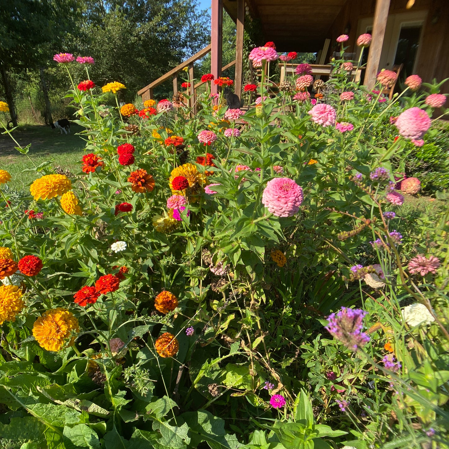 Oklahoma Mix Zinnia