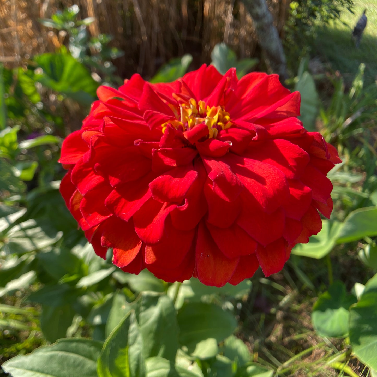 Oklahoma Mix Zinnia