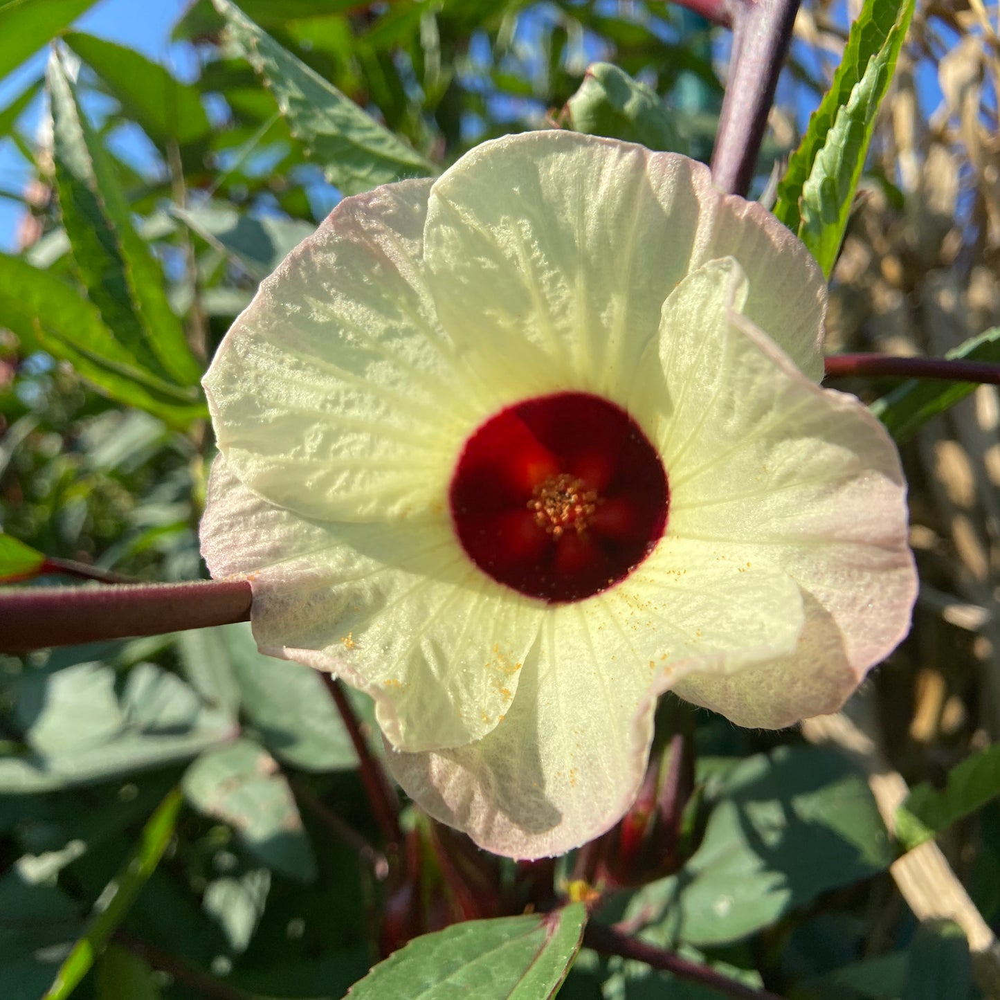 Roselle Hibiscus