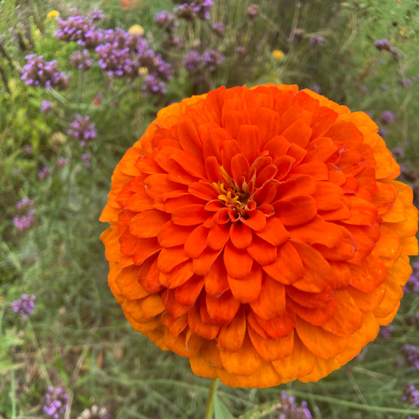 Oklahoma Mix Zinnia