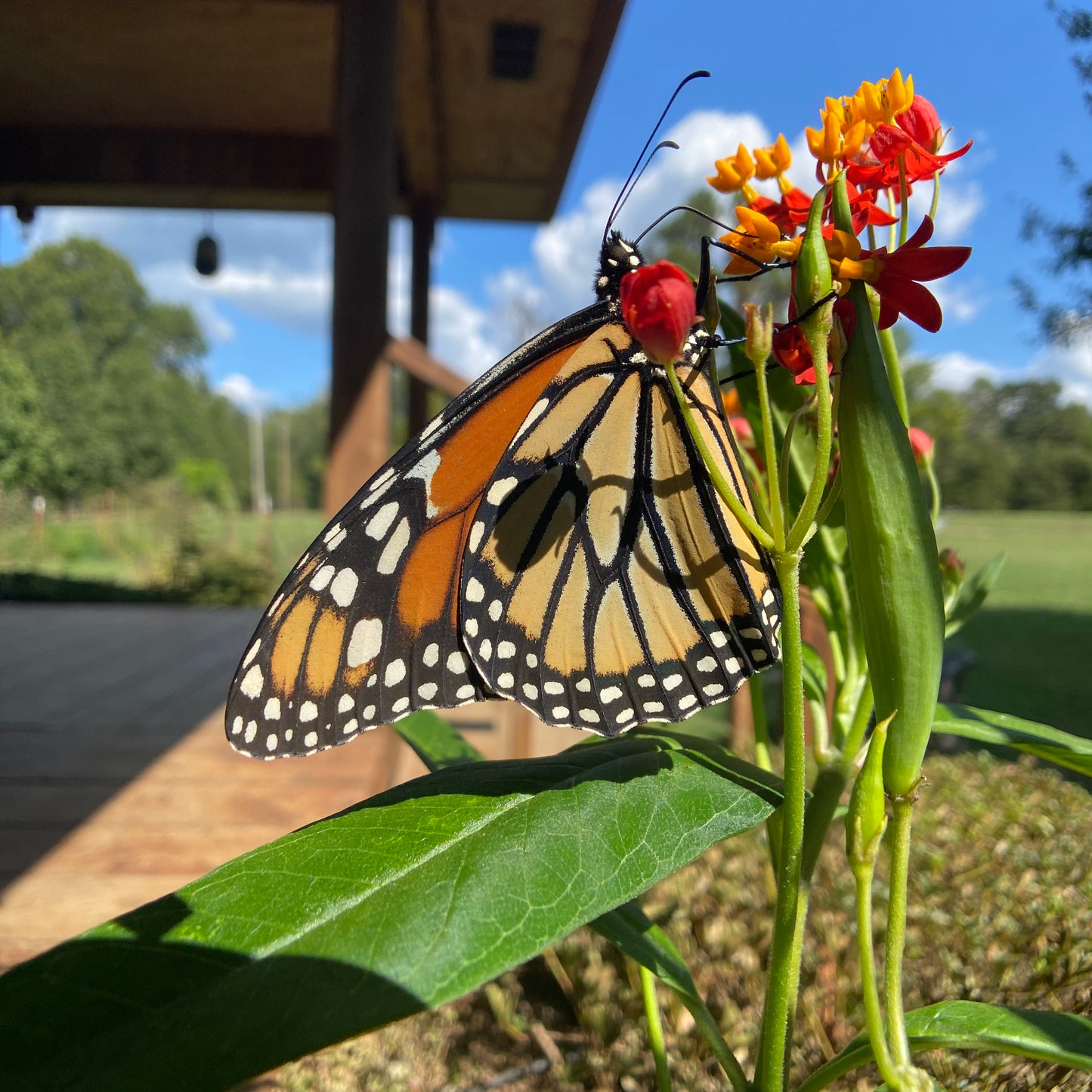 Milkweed