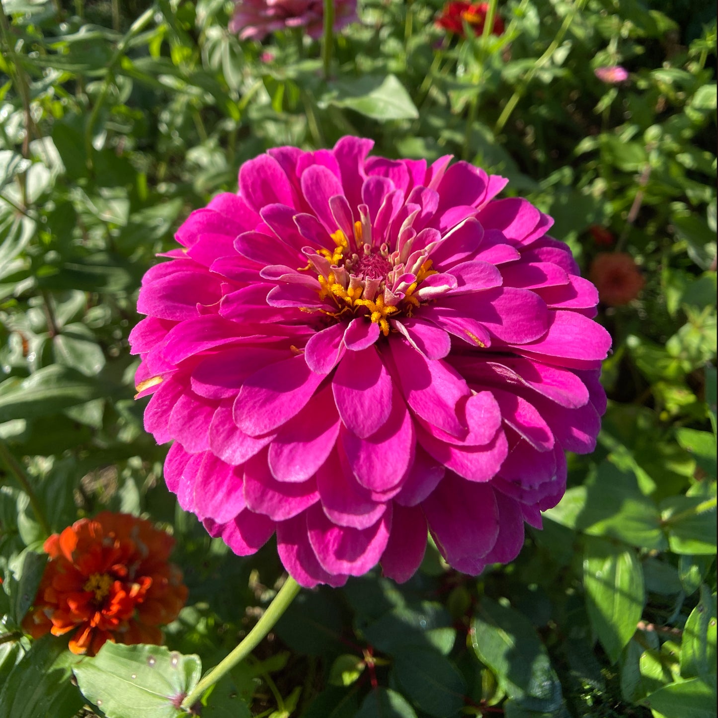 Oklahoma Mix Zinnia