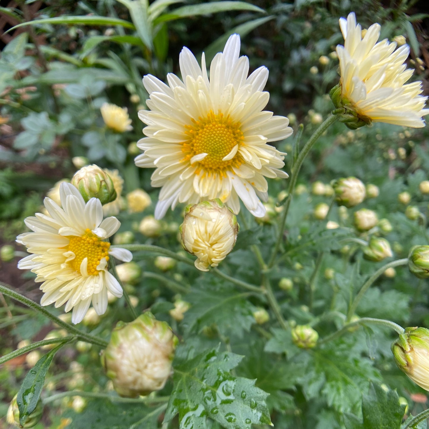 Medicinal Chrysanthemum