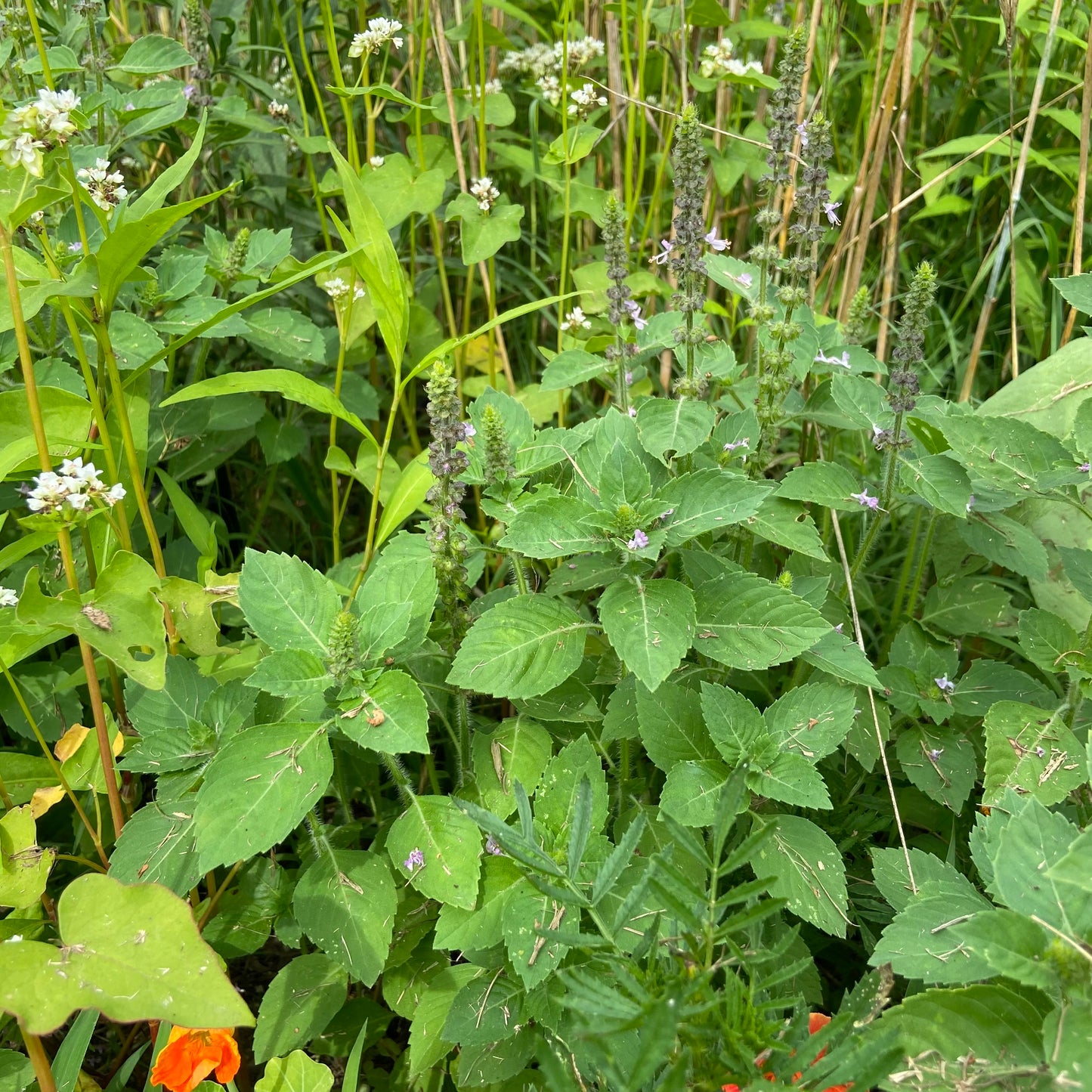 Holy Basil