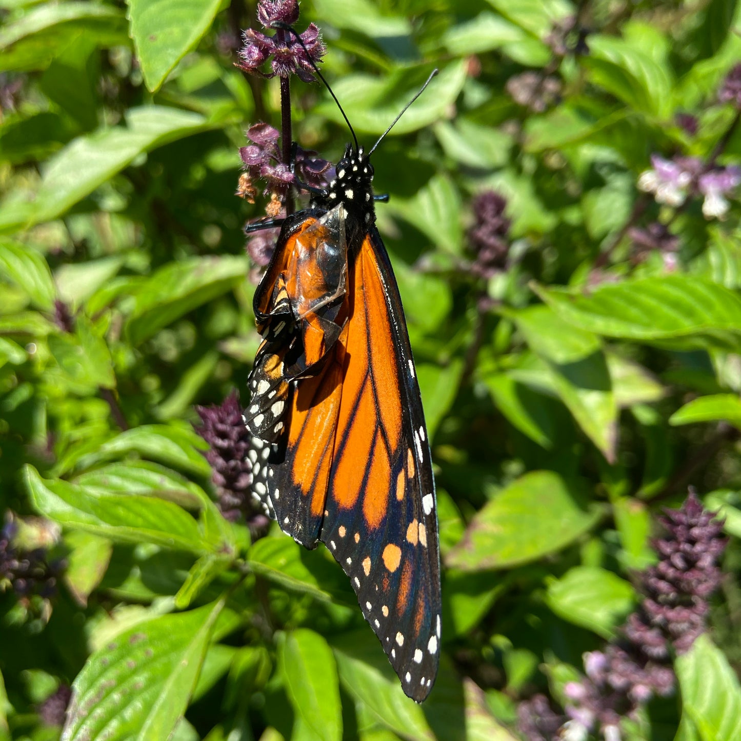 Thai Basil