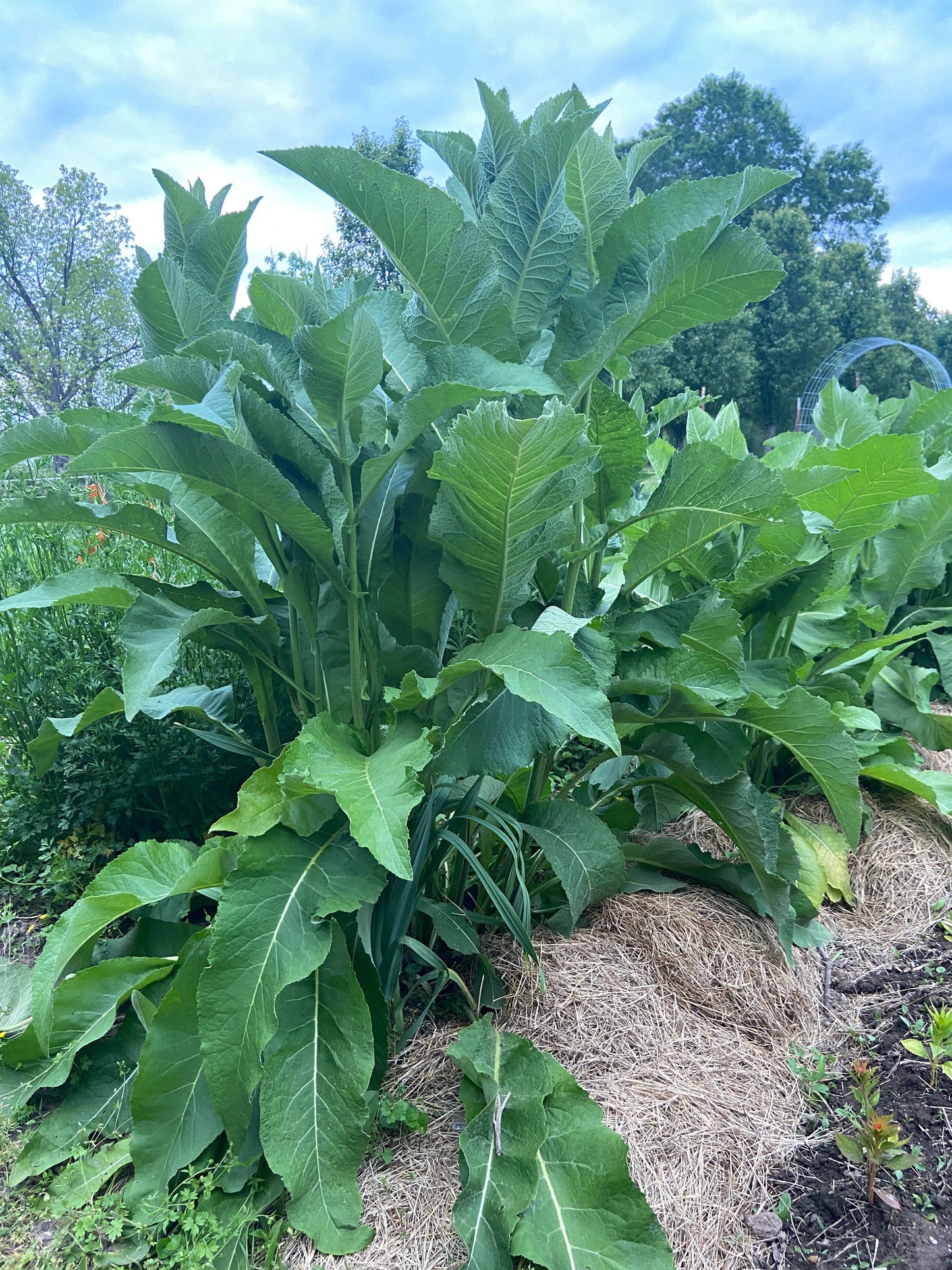 Elecampane