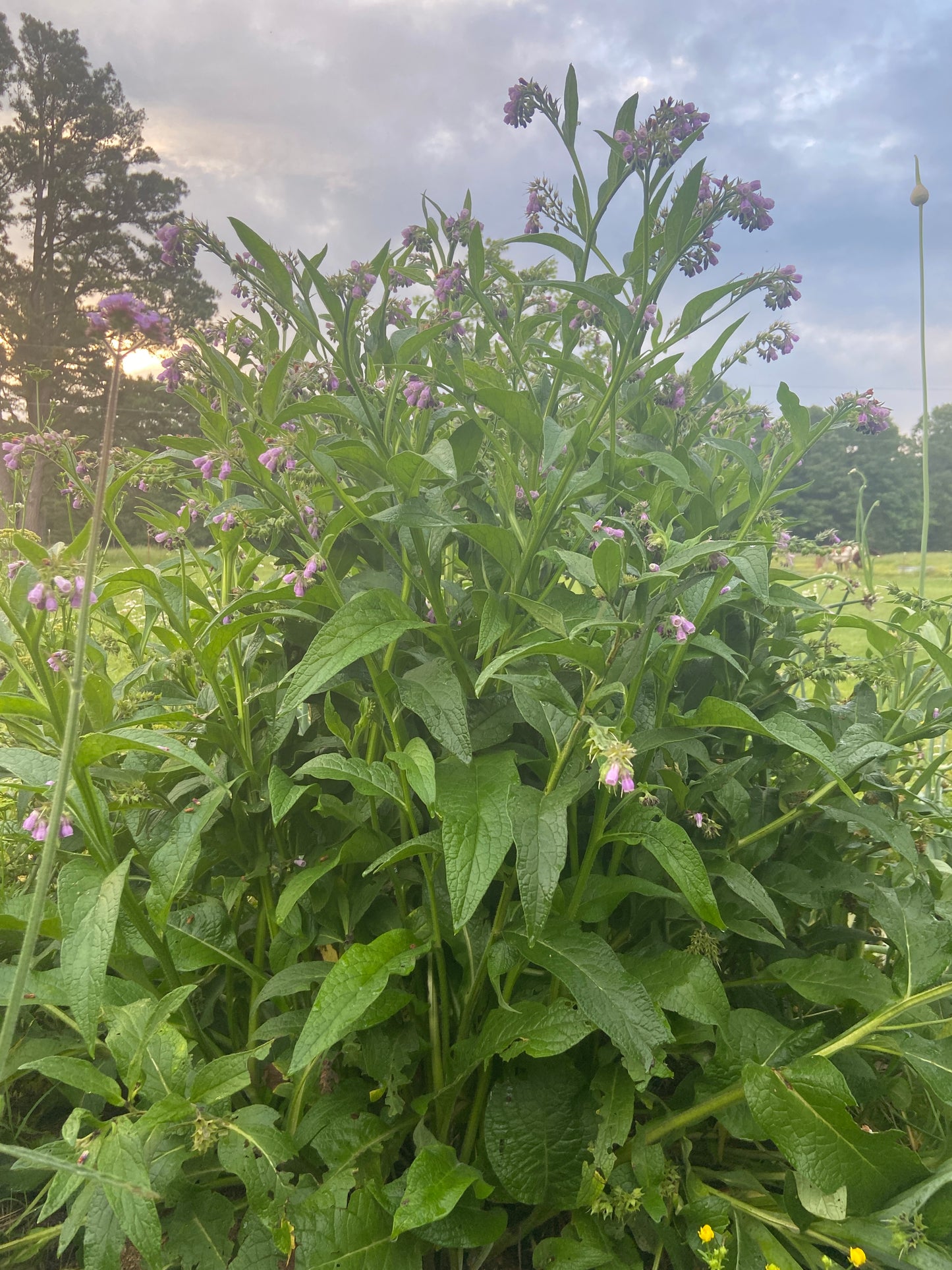 Comfrey