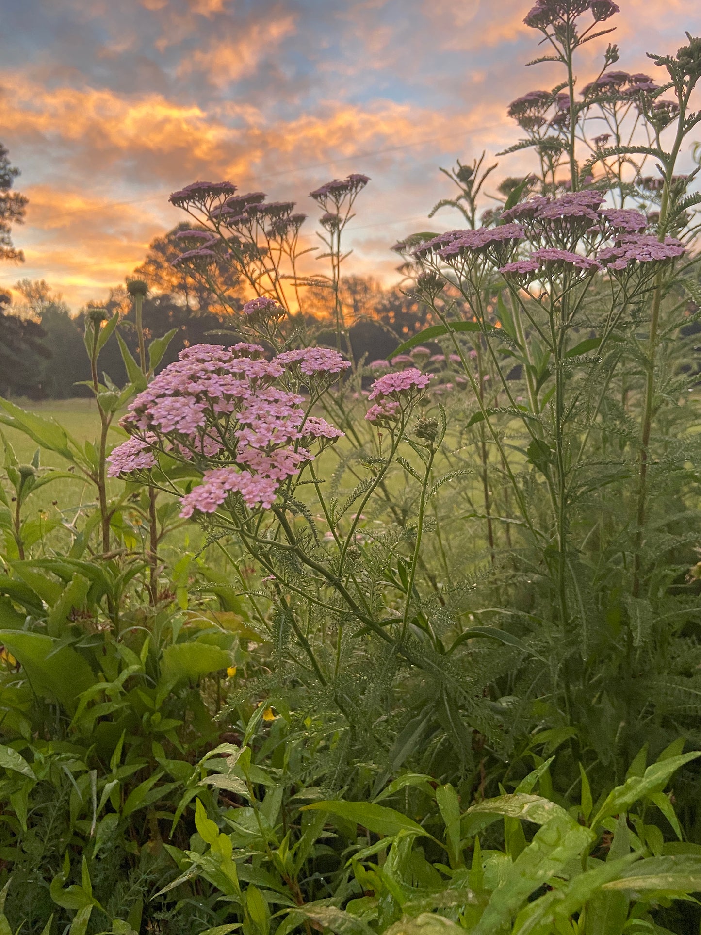 Yarrow