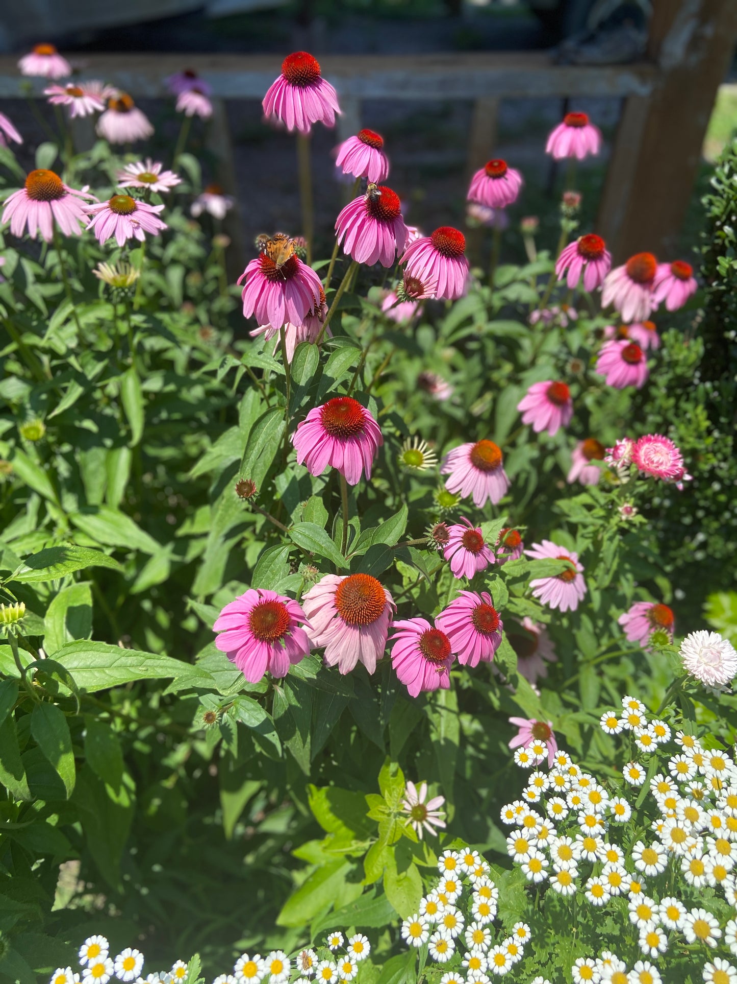 Echinacea