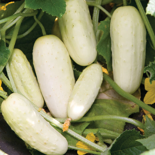 Salt and Pepper Cucumber