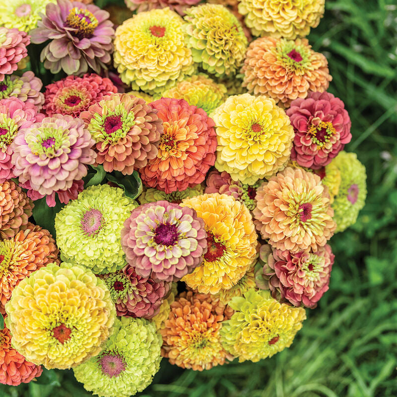 Queeny Mix Zinnia