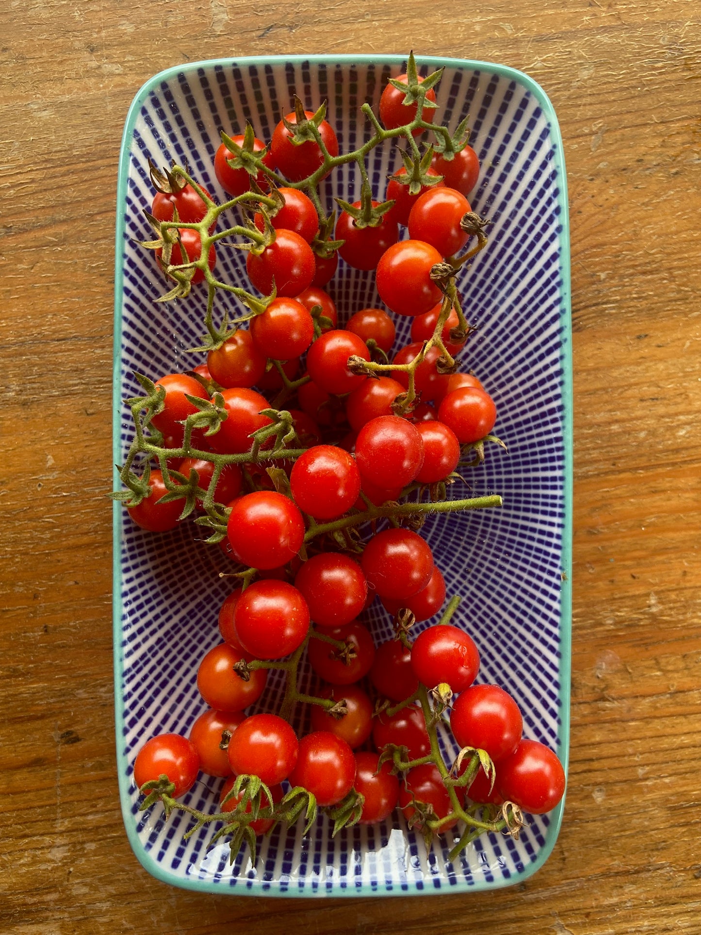 Wild Tomato