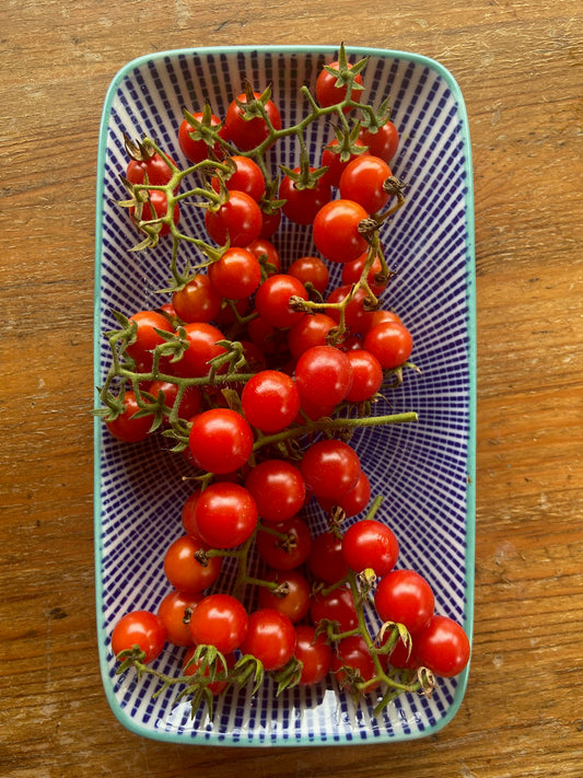 Wild Tomato