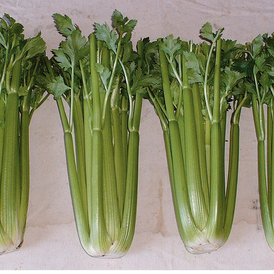 Celery