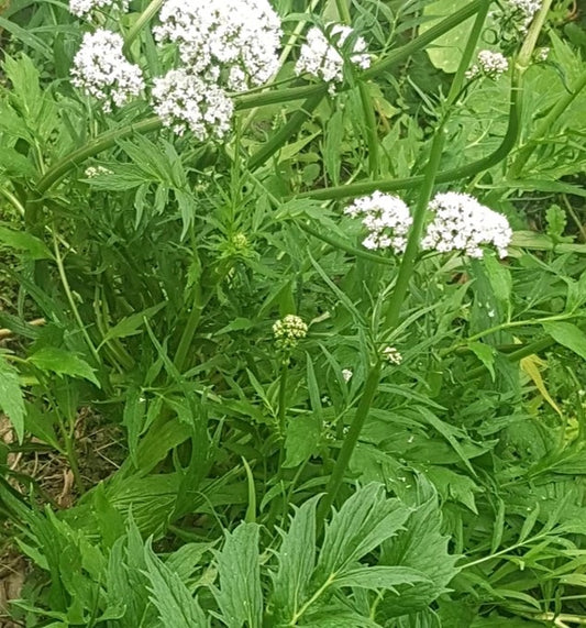 Valerian