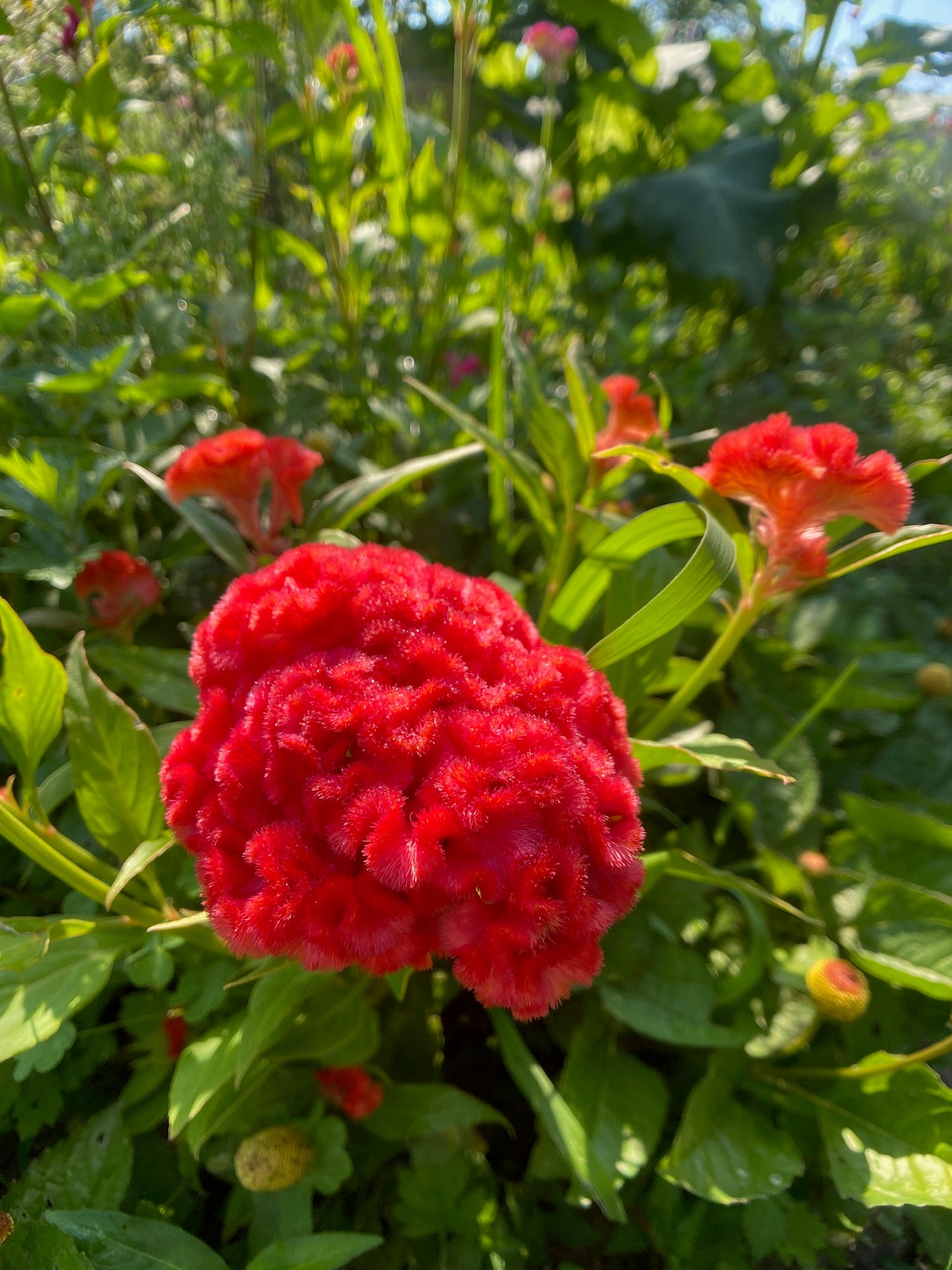 Chief Mix Celosia