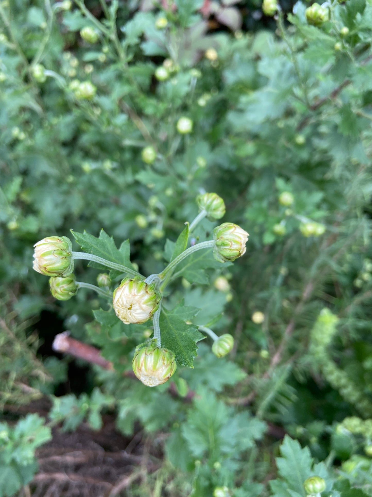 Medicinal Chrysanthemum