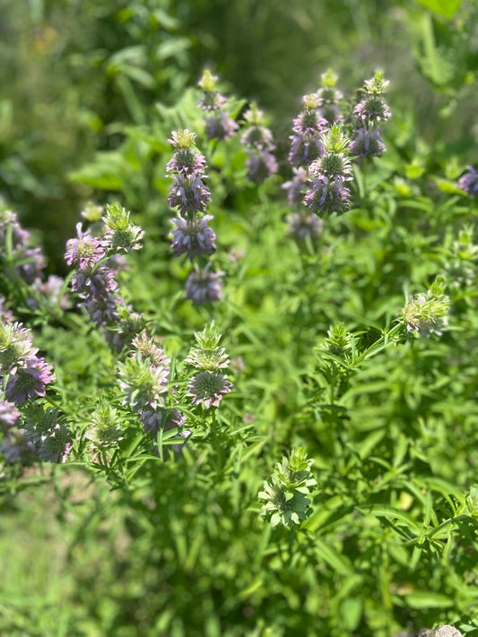 Lemon Bee Balm