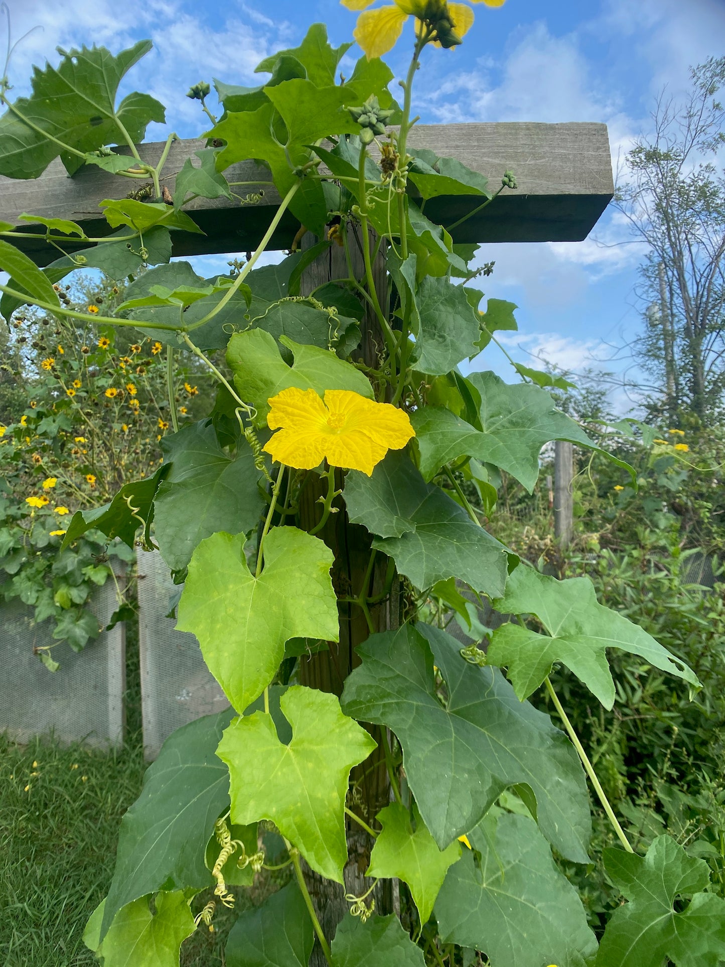 Luffa Gourd