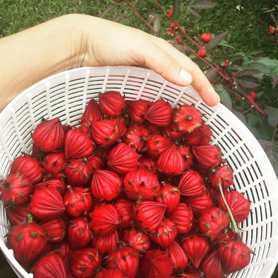 Roselle Hibiscus