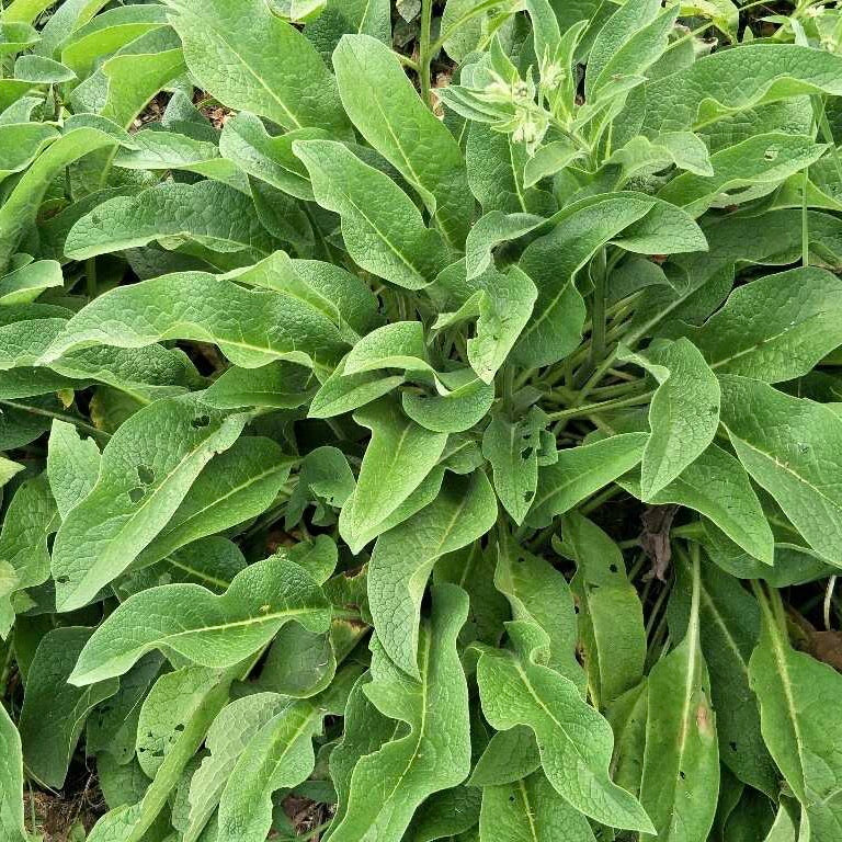 Comfrey