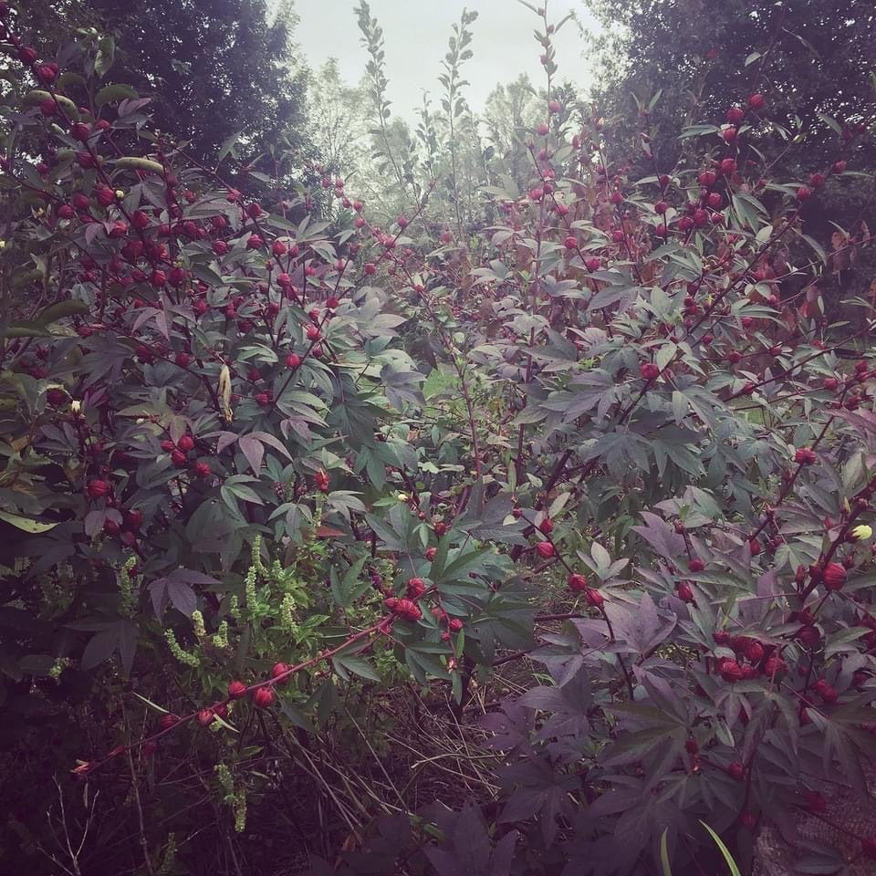 Roselle Hibiscus