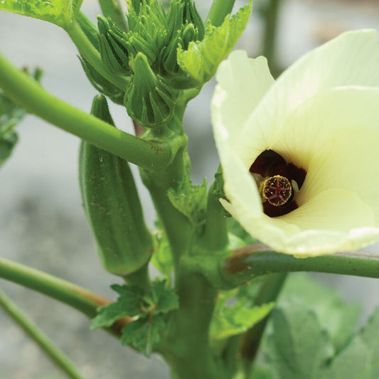 Clemson Spineless Okra