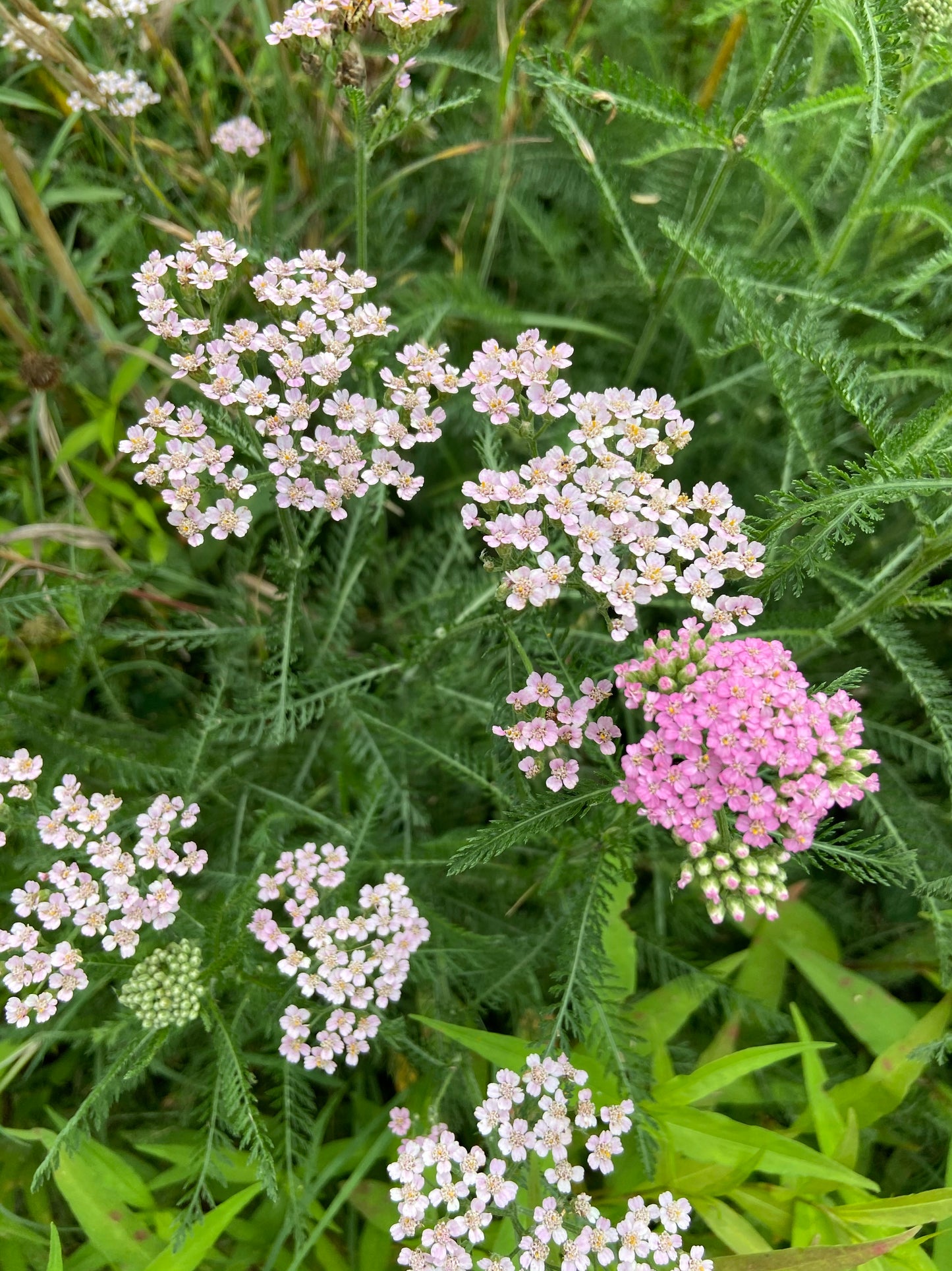 Yarrow