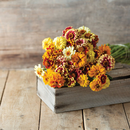 Persian Carpet Zinnia