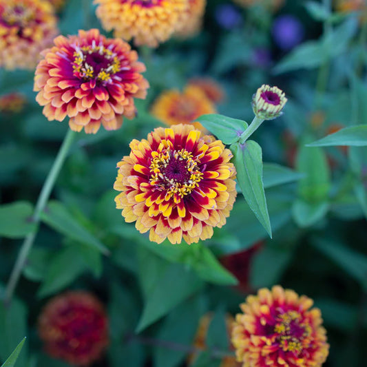 Macaronia Zinnia