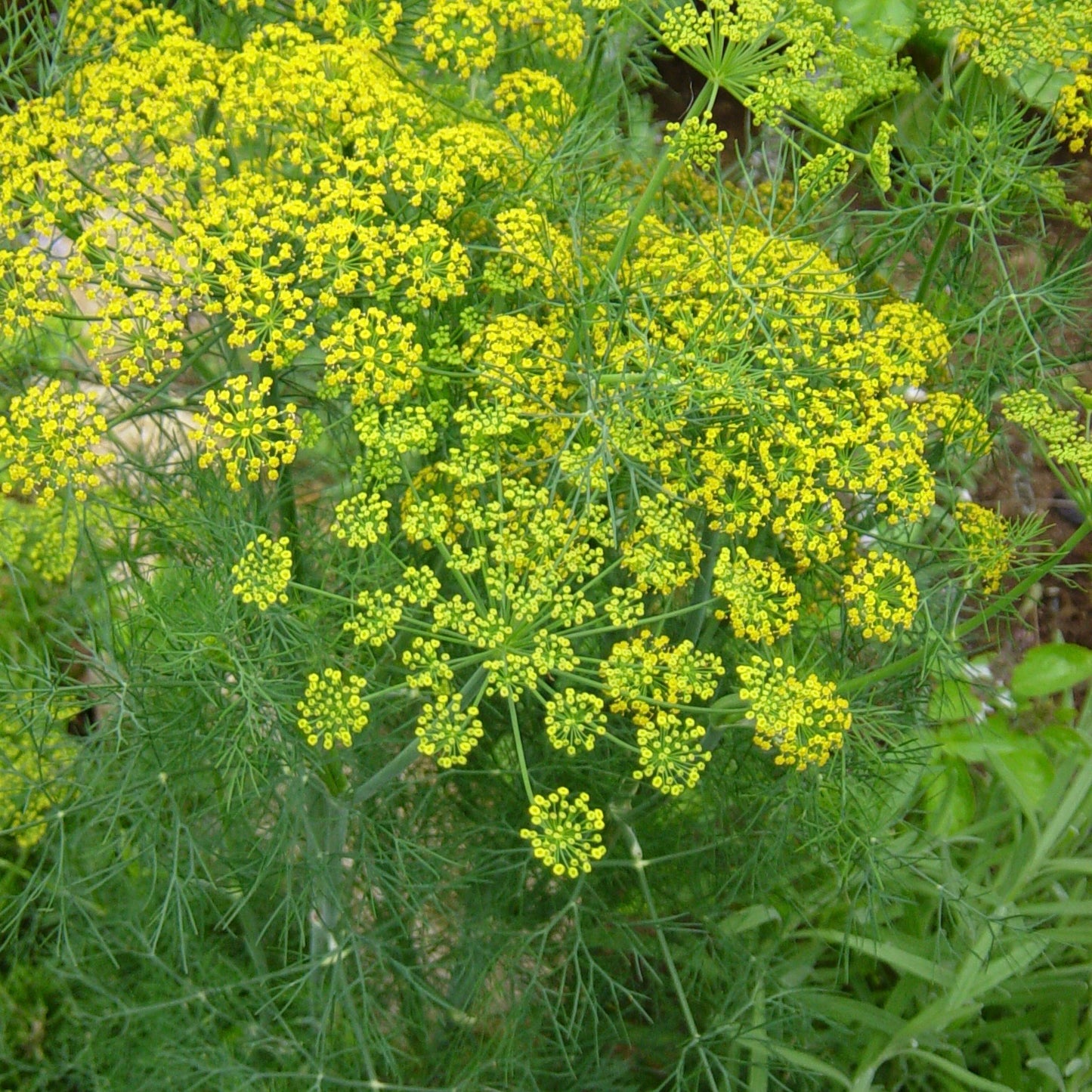 Bouquet Dill