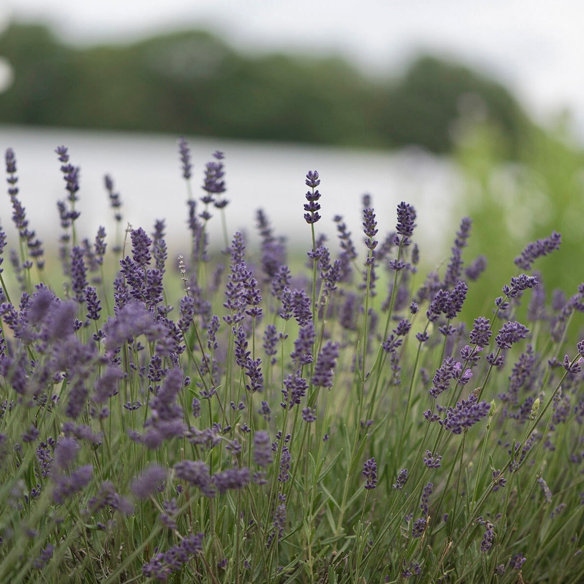 Lavender