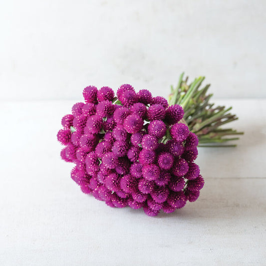 Purple Gomphrena