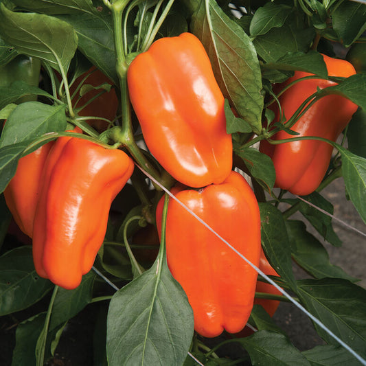 Glow Bell Pepper