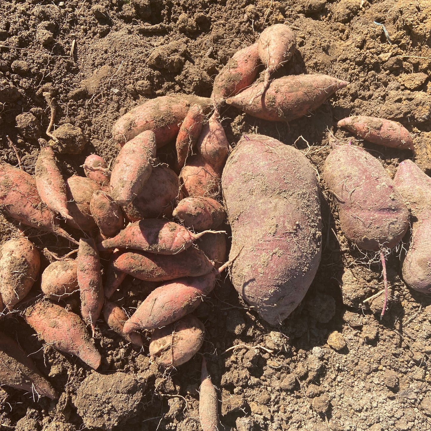 Orange Ginseng Sweet Potato