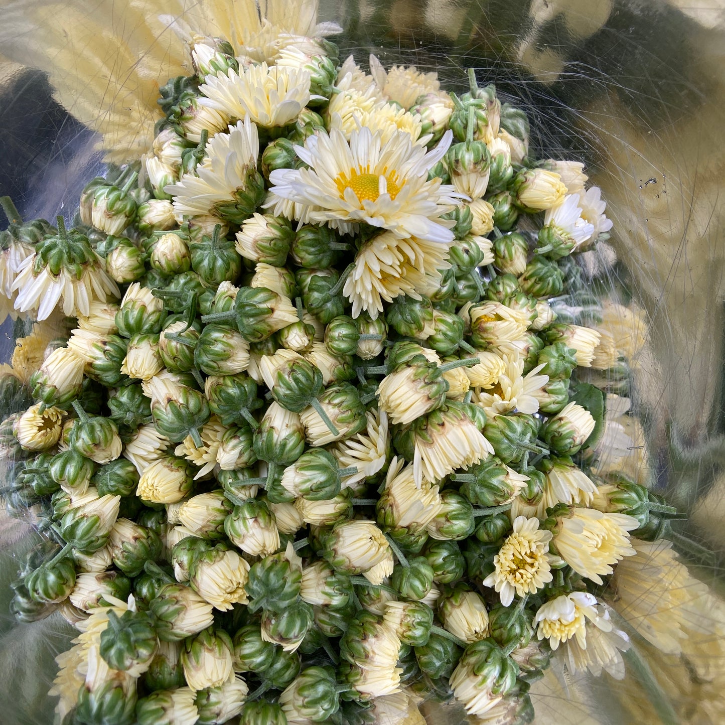 Medicinal Chrysanthemum