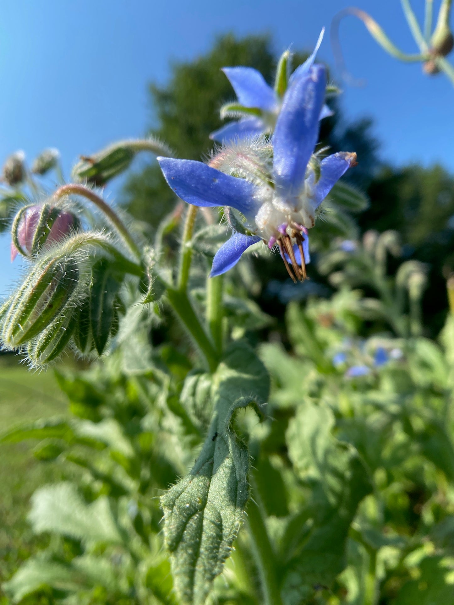 Borage