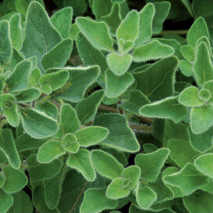 Greek Oregano