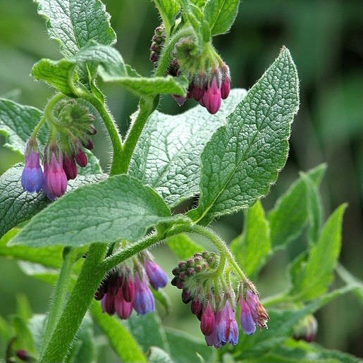 Comfrey