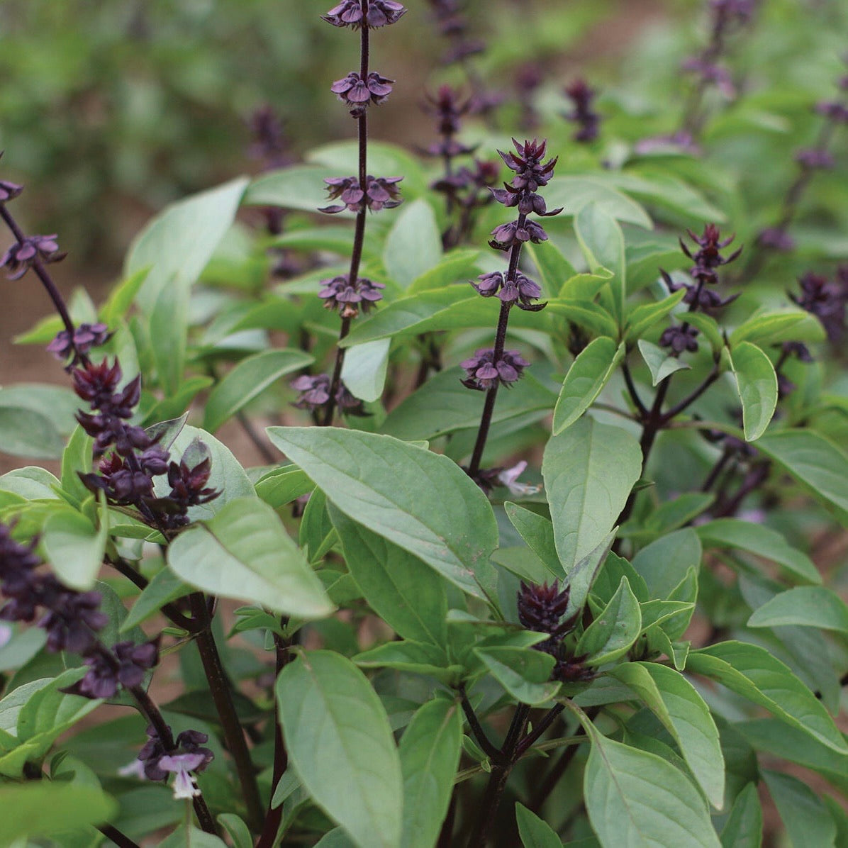 Thai Basil