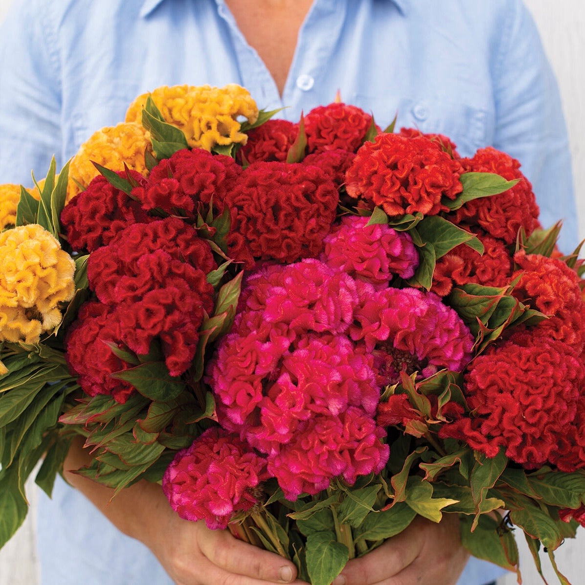 Chief Mix Celosia