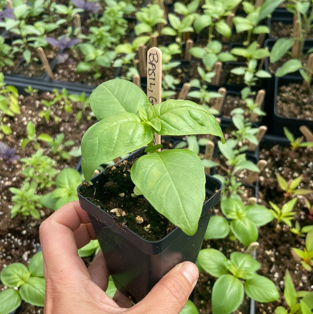 Genovese Basil