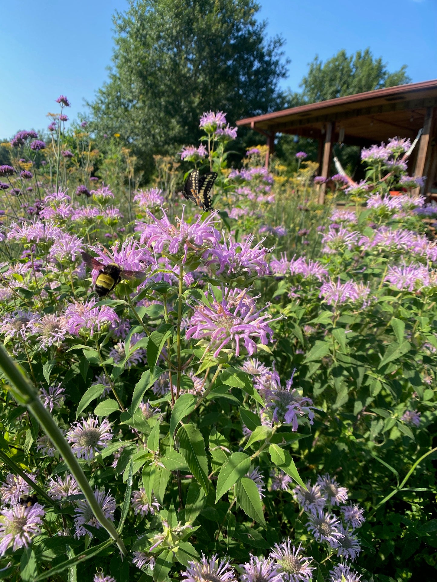 Wild Bee Balm