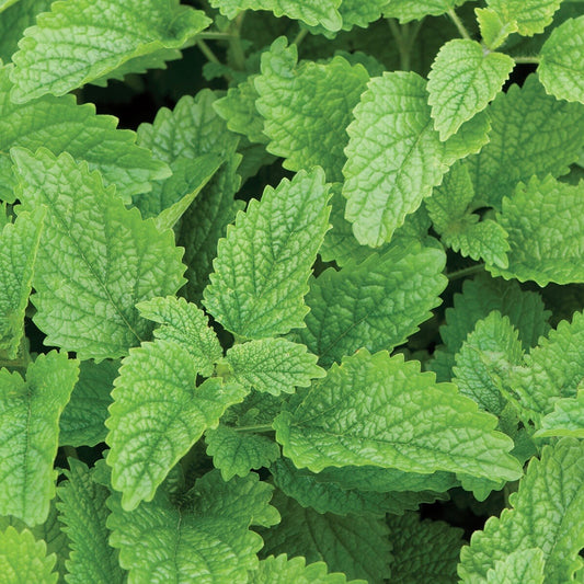 Lemon Balm