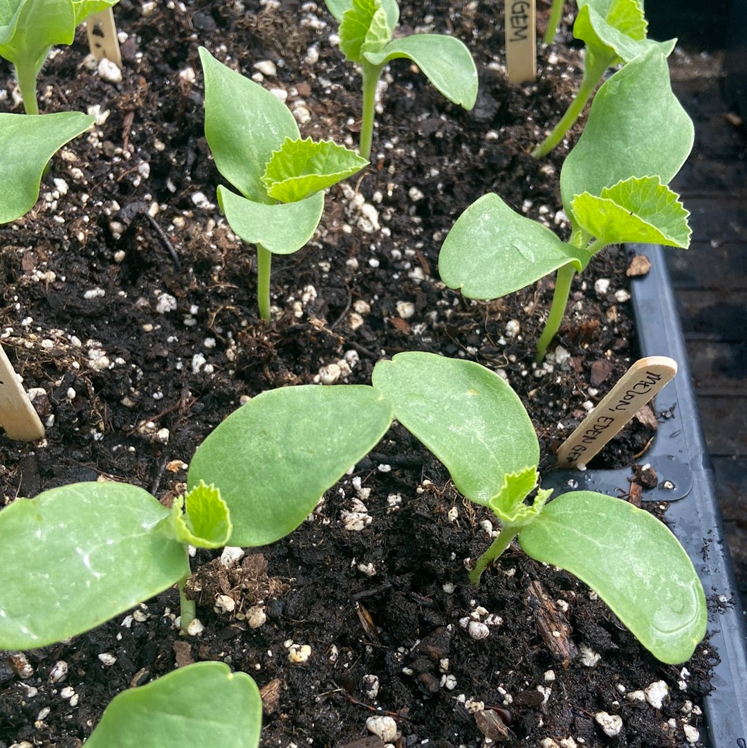 Eden Gem Melon