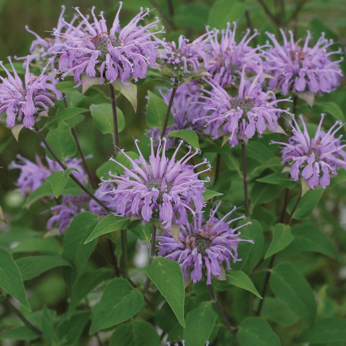 Wild Bee Balm